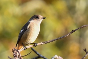 Daurian Redstart Kitamoto Nature Observation Park Unknown Date