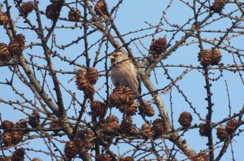 Common Redpoll 奥日光 Sun, 11/19/2023