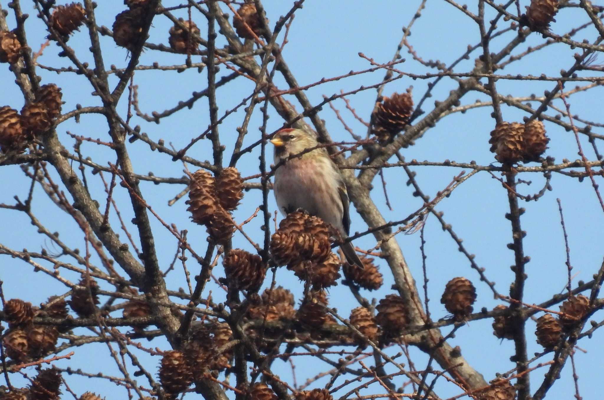 Common Redpoll