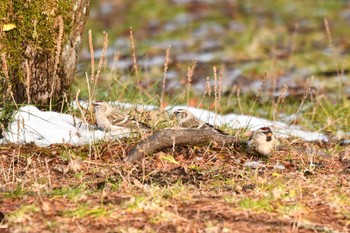 Common Redpoll 奥日光 Sun, 11/19/2023