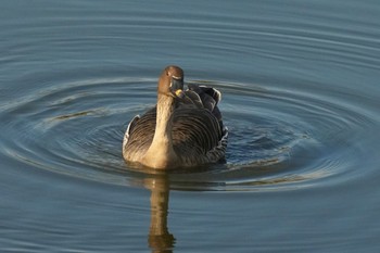 2023年11月23日(木) 境川遊水池の野鳥観察記録