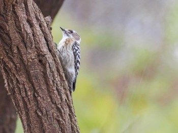 Japanese Pygmy Woodpecker(seebohmi) Makomanai Park Thu, 11/23/2023