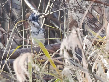 2023年11月23日(木) 真駒内公園の野鳥観察記録