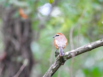 Bull-headed Shrike Akigase Park Sat, 11/18/2023