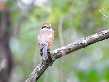 Bull-headed Shrike Akigase Park Sat, 11/18/2023