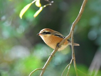 Bull-headed Shrike Akigase Park Sat, 11/18/2023