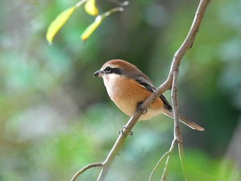 Bull-headed Shrike Akigase Park Sat, 11/18/2023