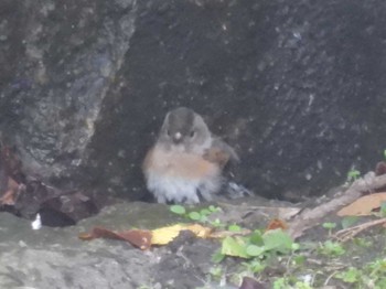 2023年11月23日(木) 京都御苑の野鳥観察記録