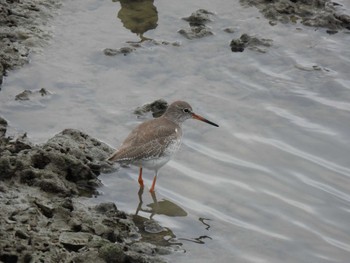 Common Redshank 沖縄県 Wed, 10/19/2022