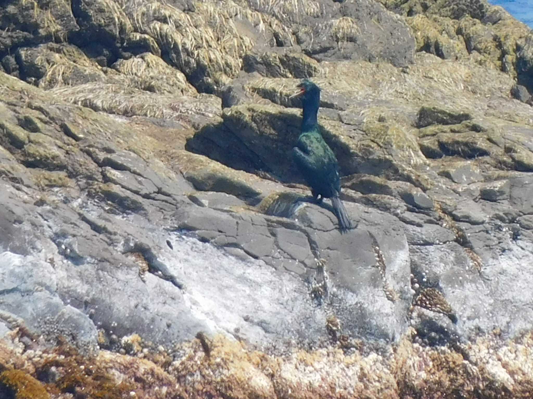 Japanese Cormorant