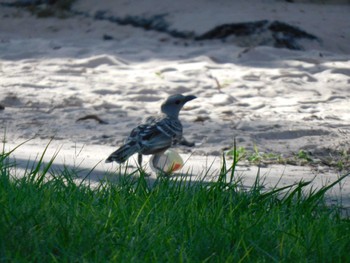 Great Bowerbird kununura Wed, 4/19/2023