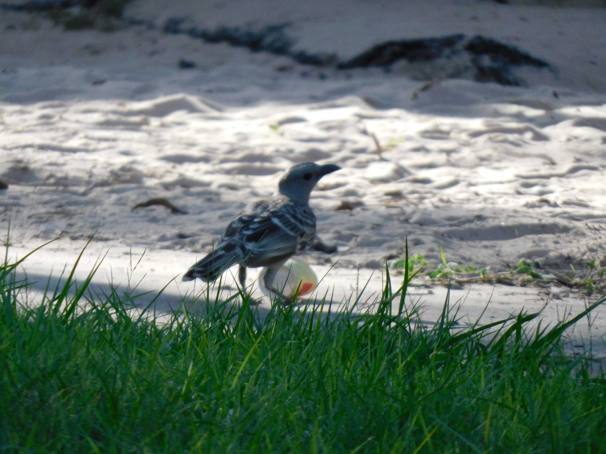 Great Bowerbird