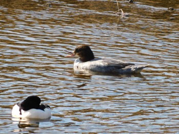 Common Merganser 京都府 Mon, 1/10/2022