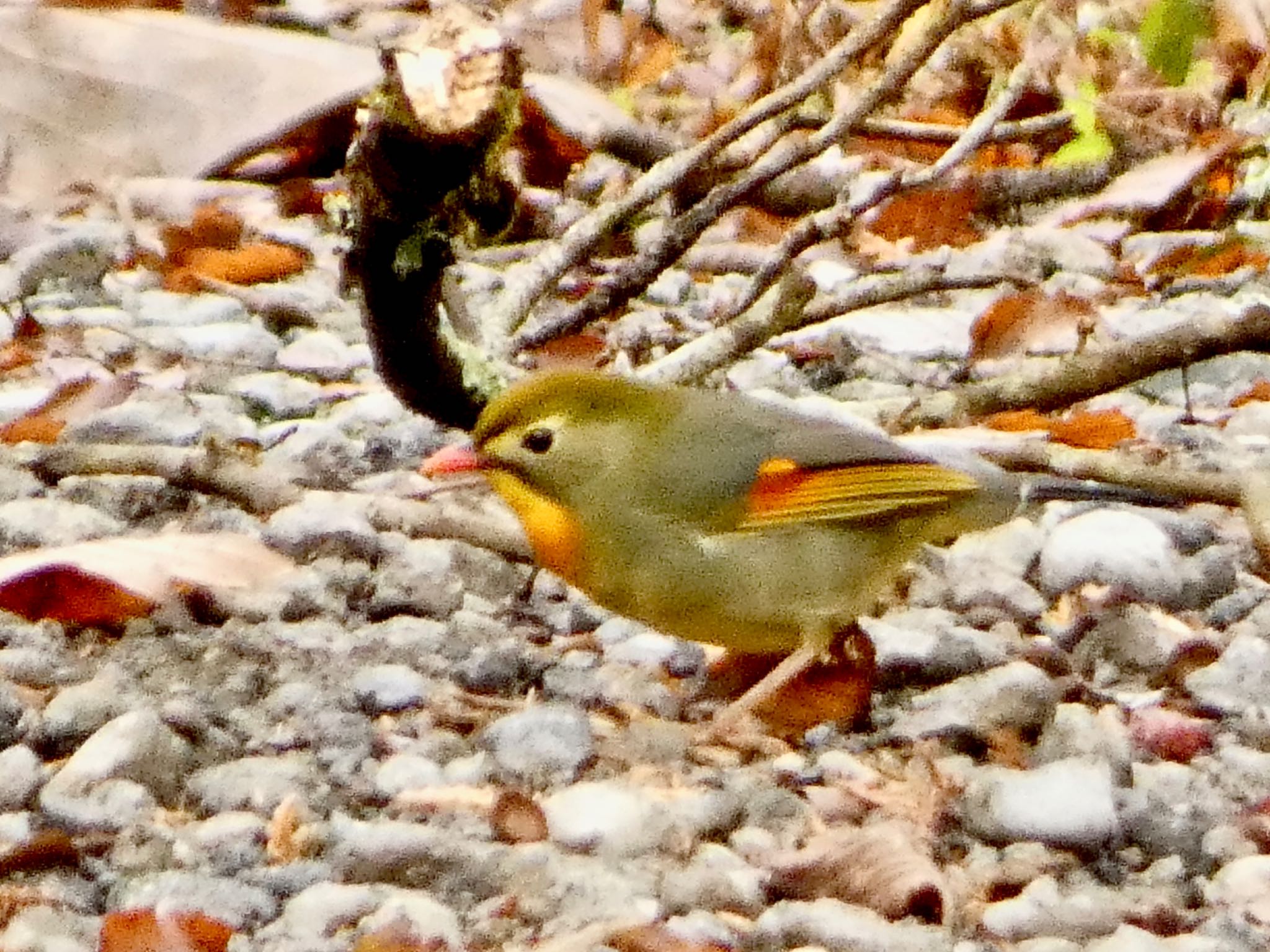 ソウシチョウ