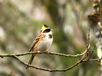 2023年11月11日(土) 富士山遊歩道の野鳥観察記録