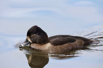 クビワキンクロ こども自然公園 (大池公園/横浜市) 2023年11月23日(木)