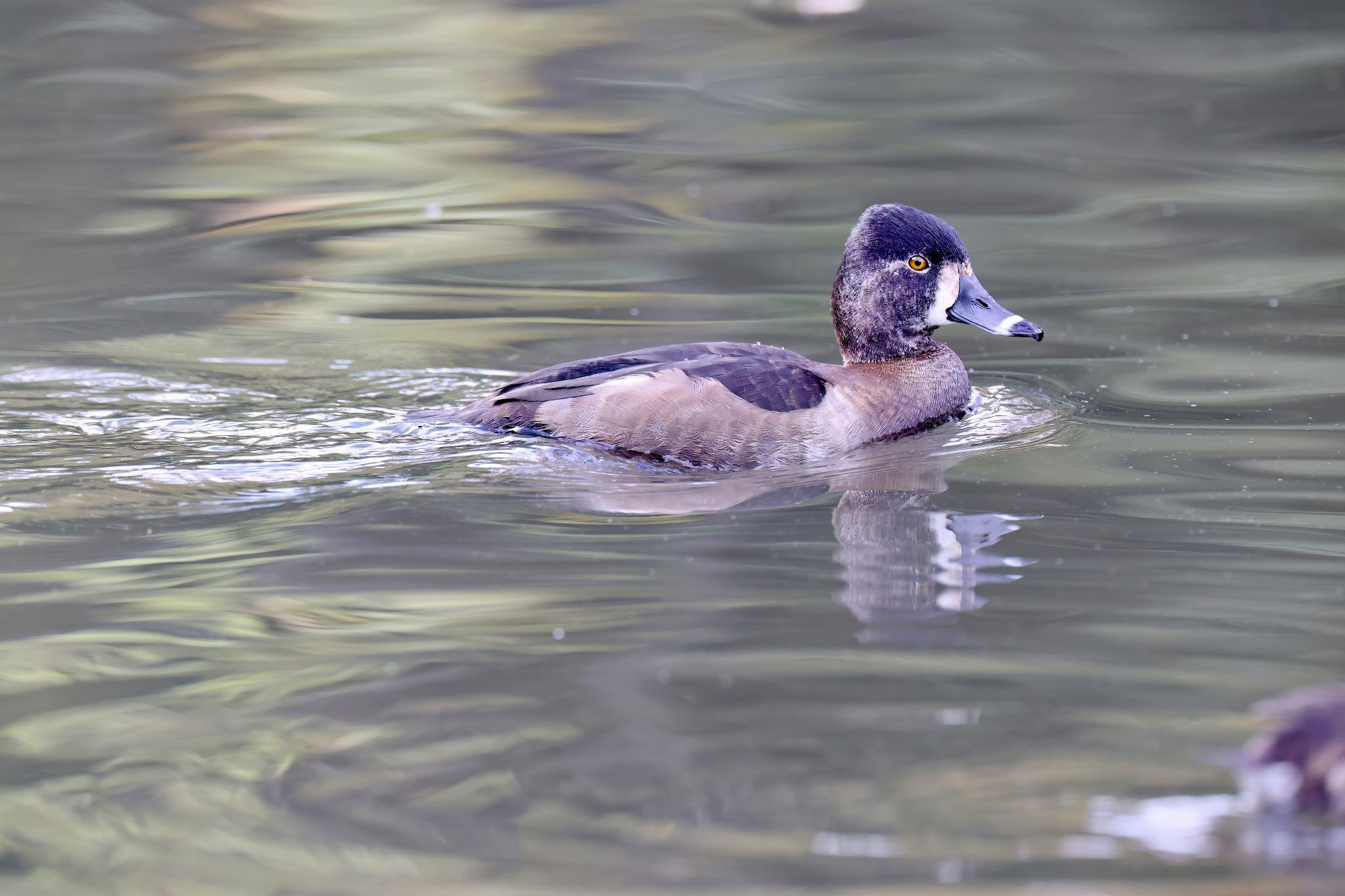 こども自然公園 (大池公園/横浜市) クビワキンクロの写真 by Naosuke