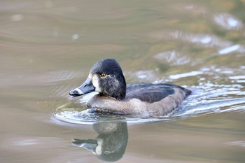 クビワキンクロ こども自然公園 (大池公園/横浜市) 2023年11月23日(木)