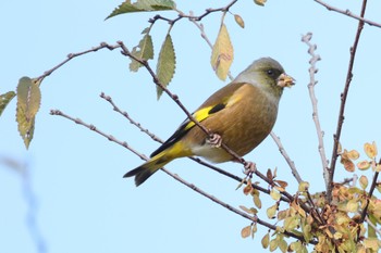 Grey-capped Greenfinch 国営木曽三川公園  Thu, 11/23/2023