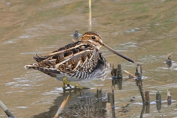 タシギ 東京港野鳥公園 2023年11月23日(木)