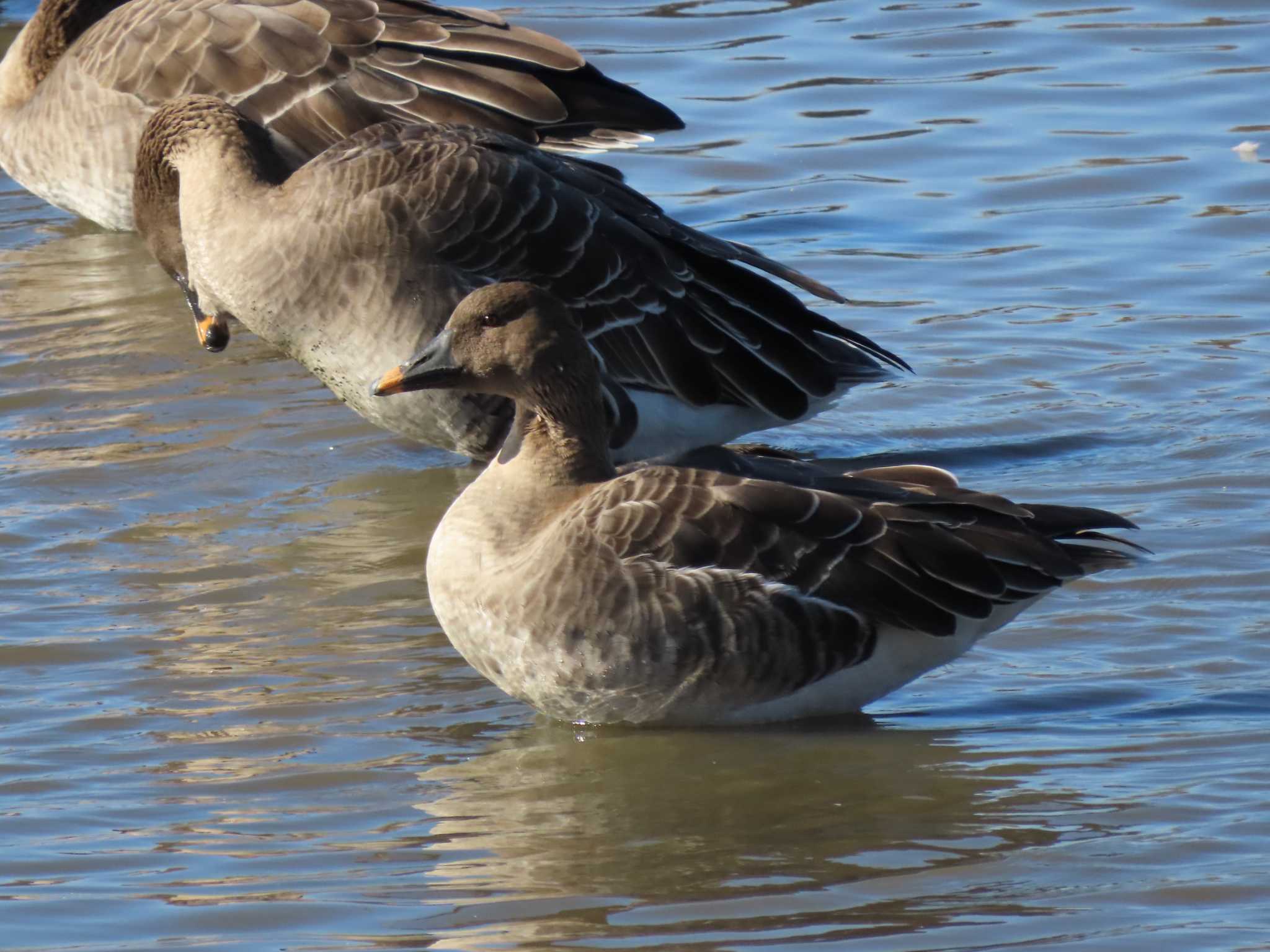 Tundra Bean Goose