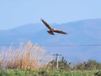 Eastern Marsh Harrier Kabukuri Pond Tue, 11/21/2023