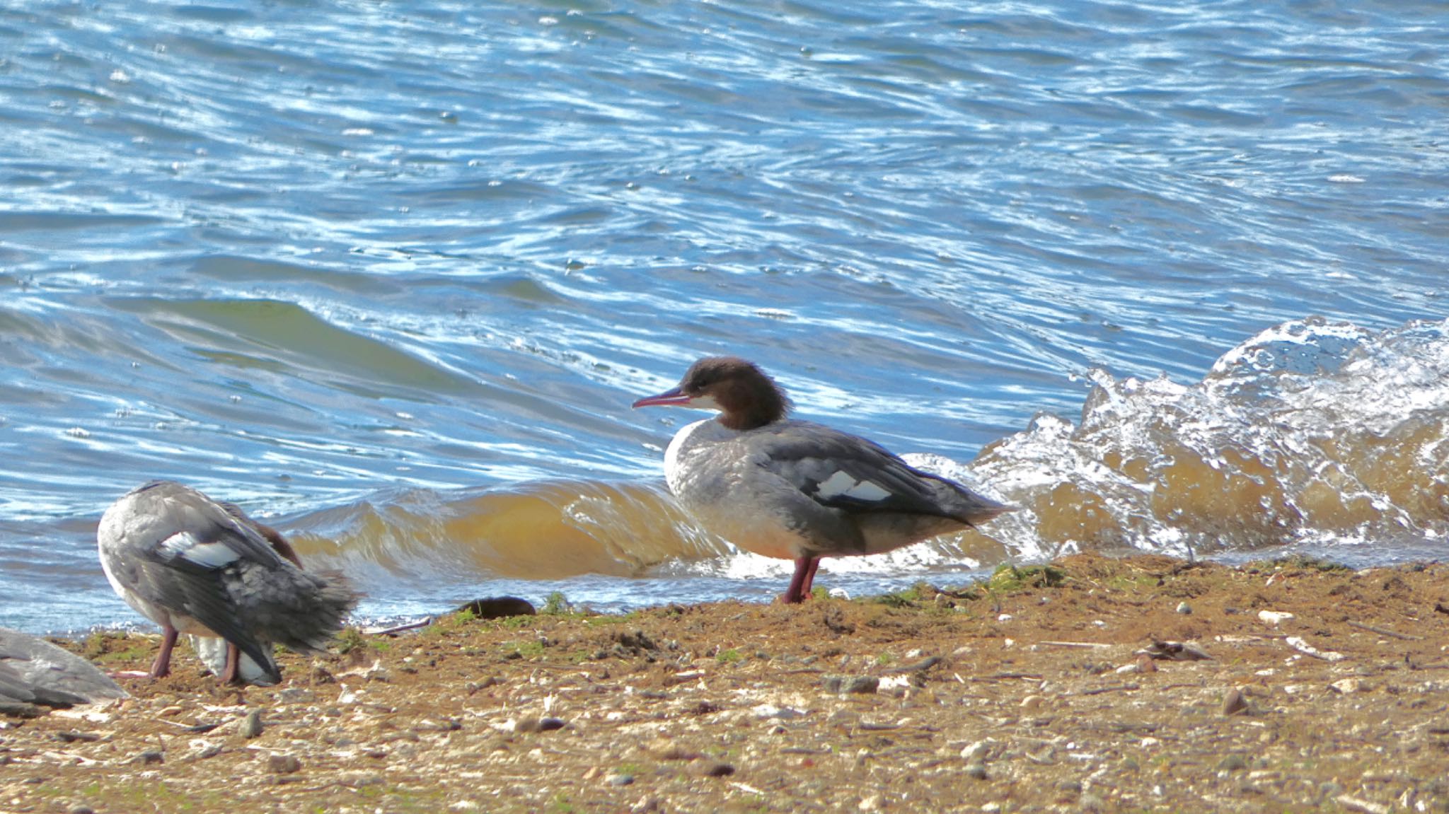 Common Merganser