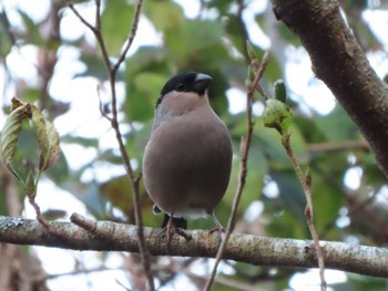 Eurasian Bullfinch 六甲山 Thu, 11/23/2023