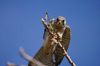 Common Kestrel Unknown Spots Thu, 11/23/2023