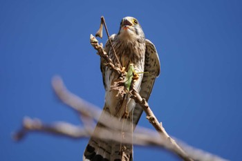 Common Kestrel Unknown Spots Thu, 11/23/2023