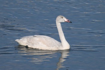 Whooper Swan 相模川 Thu, 11/23/2023