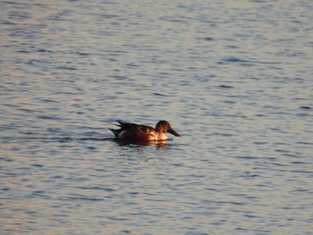 2023年11月19日(日) 渡良瀬遊水地の野鳥観察記録