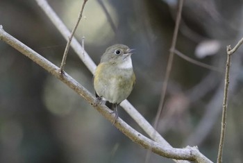 Red-flanked Bluetail 和歌山森林公園 Mon, 11/20/2023