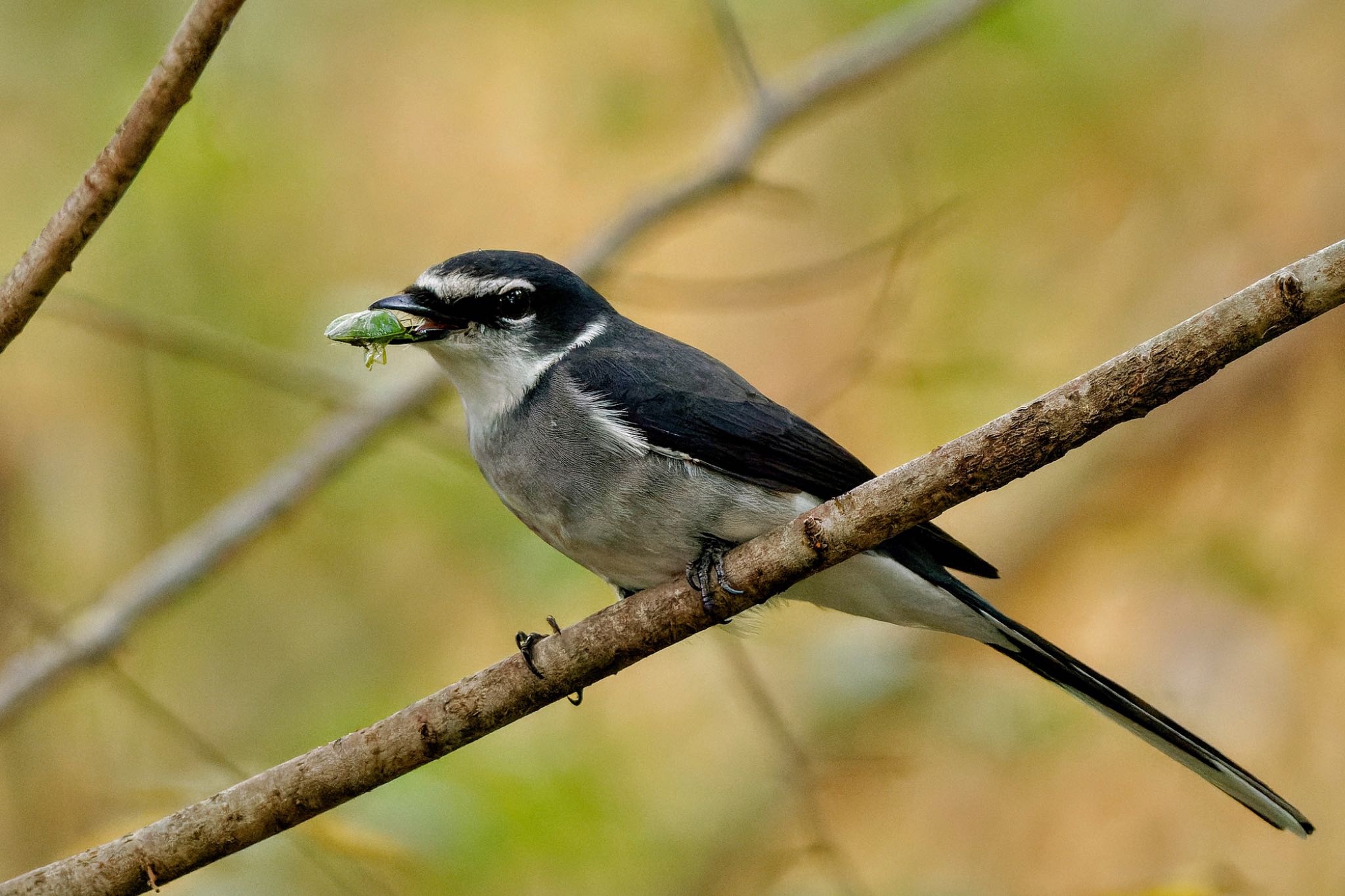 Ryukyu Minivet