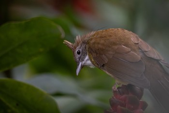 Puff-throated Bulbul 雲南省 Tue, 11/21/2023