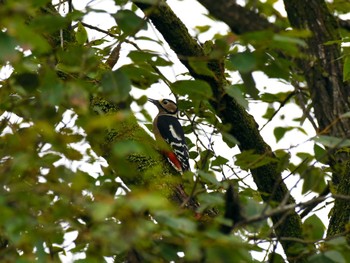 Great Spotted Woodpecker Akigase Park Sat, 11/18/2023