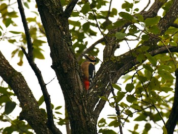 Great Spotted Woodpecker Akigase Park Sat, 11/18/2023