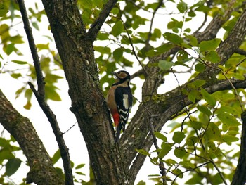 Great Spotted Woodpecker Akigase Park Sat, 11/18/2023