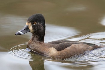 クビワキンクロ こども自然公園 (大池公園/横浜市) 2023年11月23日(木)