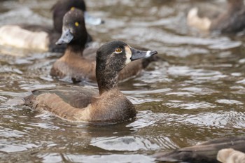 クビワキンクロ こども自然公園 (大池公園/横浜市) 2023年11月23日(木)