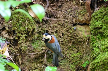 Varied Tit 横浜自然観察の森 Thu, 11/23/2023