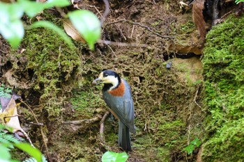 Varied Tit 横浜自然観察の森 Thu, 11/23/2023