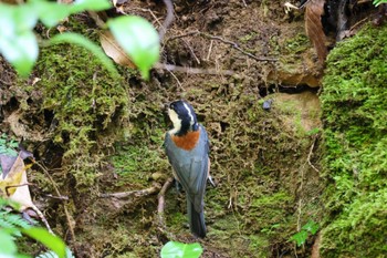 Varied Tit 横浜自然観察の森 Thu, 11/23/2023