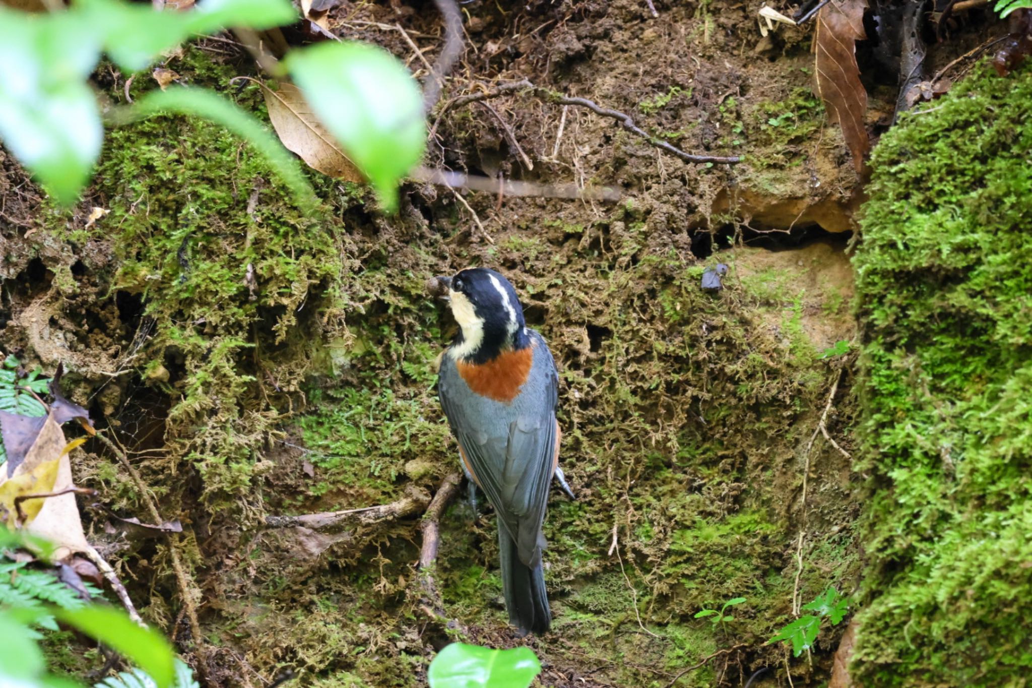 Photo of Varied Tit at 横浜自然観察の森 by Allium