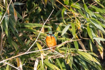 Common Kingfisher Unknown Spots Fri, 11/24/2023