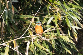 Common Kingfisher Unknown Spots Fri, 11/24/2023