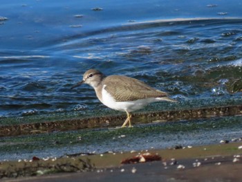 Common Sandpiper 志津川湾 Wed, 11/22/2023