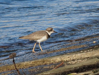 Long-billed Plover 志津川湾 Wed, 11/22/2023