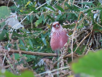 Siberian Long-tailed Rosefinch 志津川湾 Wed, 11/22/2023