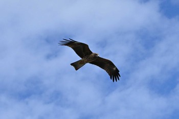 Black Kite 江ノ島 Thu, 11/23/2023